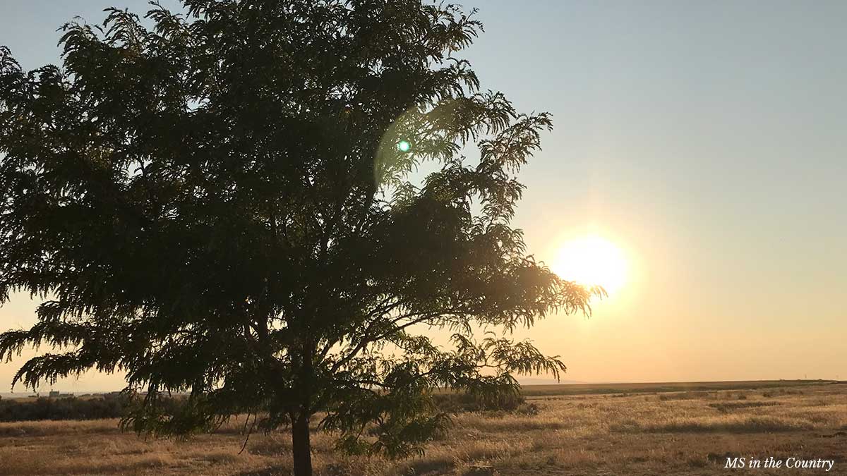 Contact MS in the Country – sunset over a quiet rural field with tree