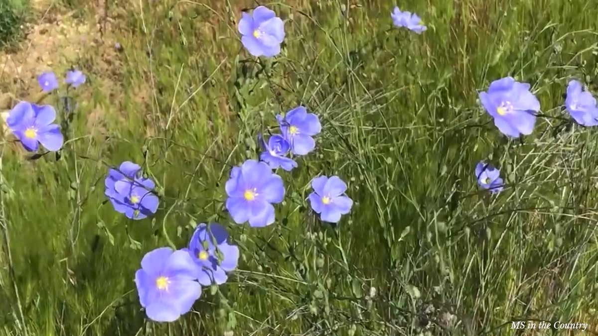 Flaxseeds for MS support — wild flax flowers growing in the countryside