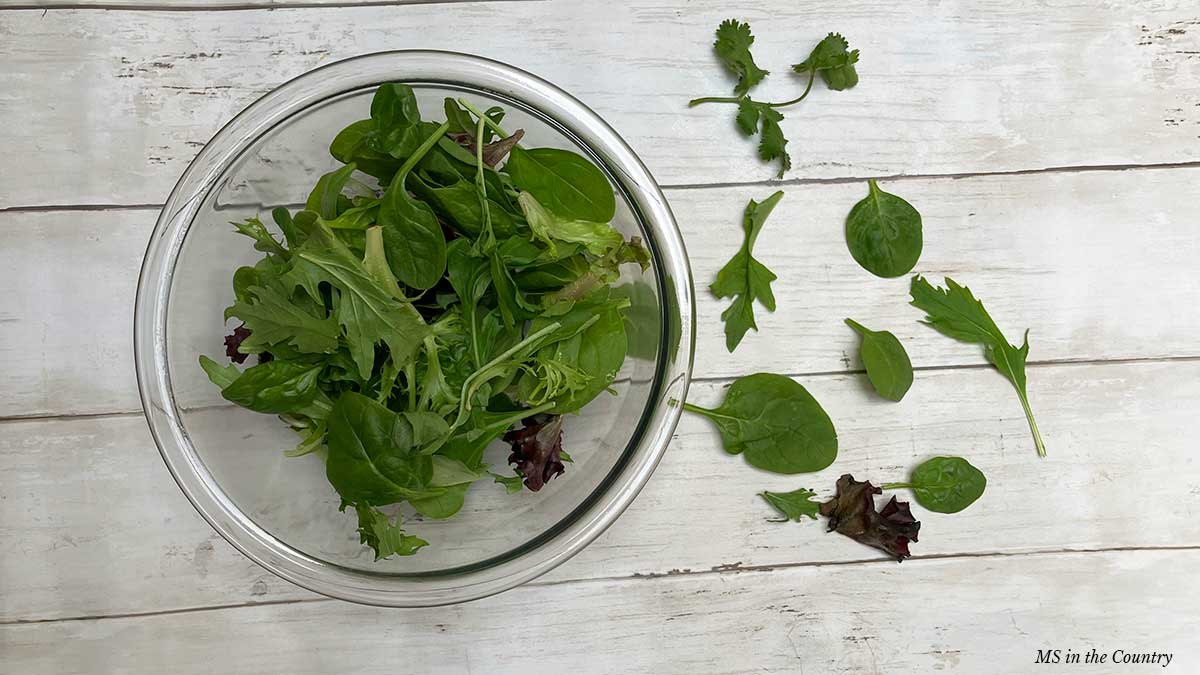 Bowl of leafy greens for MS healing