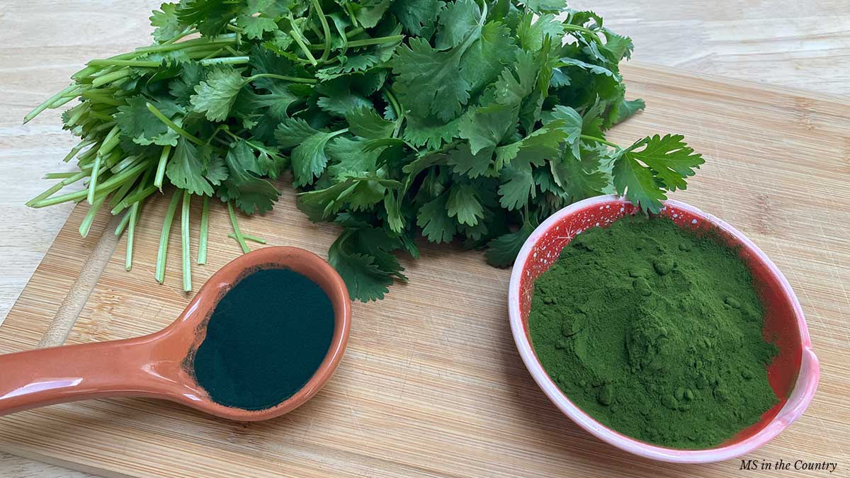 Detox for MS using cilantro, spirulina, and barley grass juice powder.