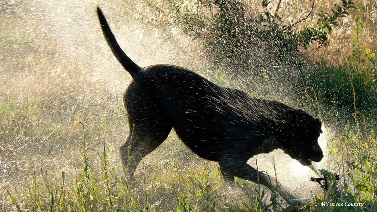 Dog drinking from a sprinkler to show the importance of drinking water for MS