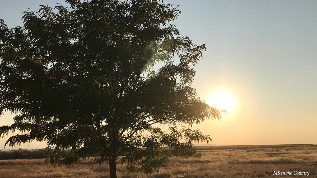 Essential Healing Habits for MS: Nourish & Heal Week 9