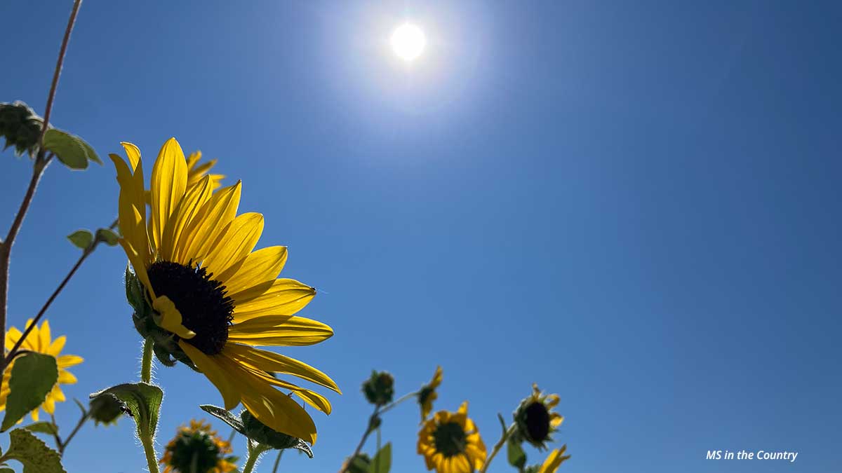 How I Reversed MS Heat Intolerance in 90 Days Without Medication