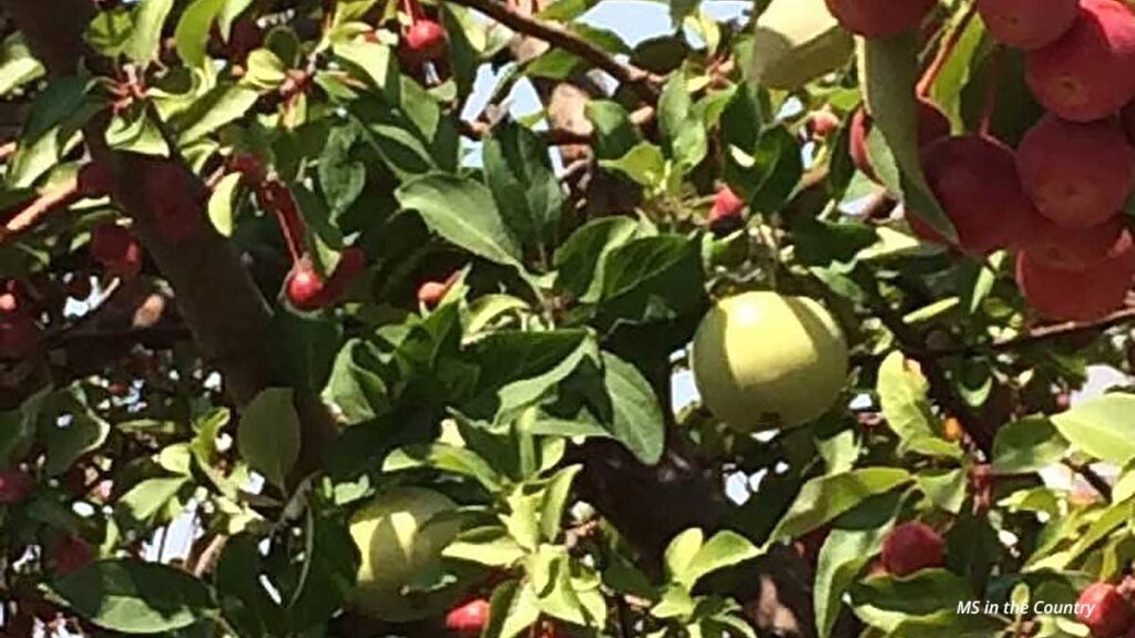 Unique apple tree growing inside a crabapple tree, showing fall’s natural immune boosters in action.