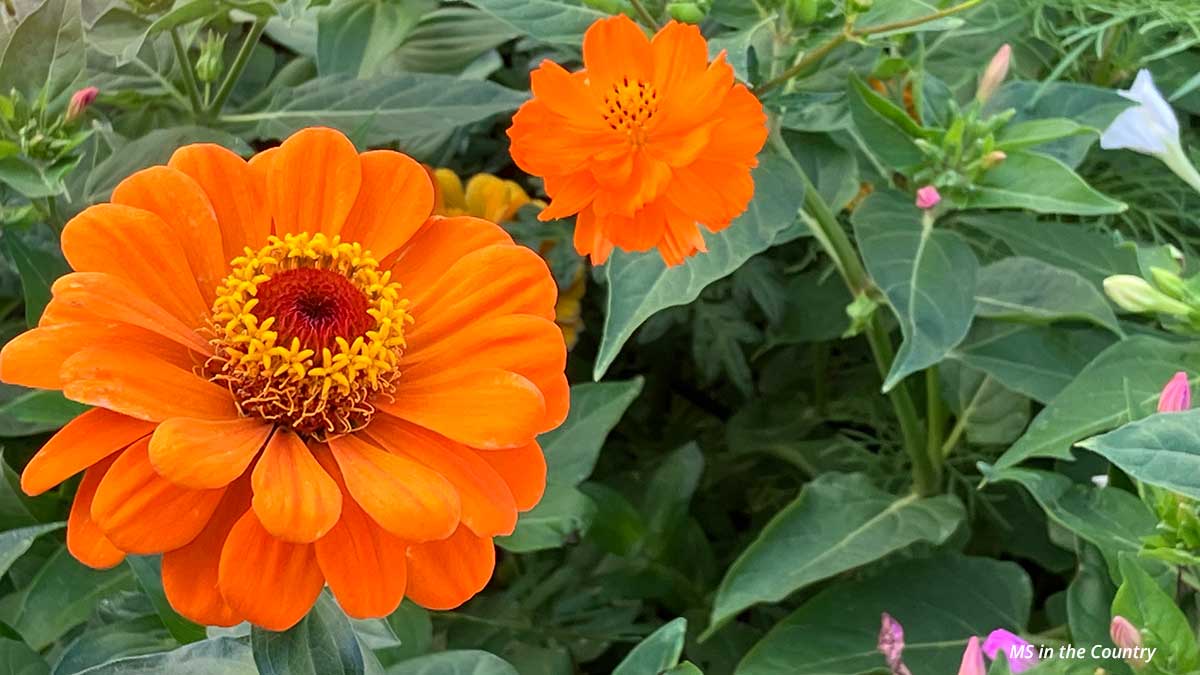 What Causes MS: The Surprising  20-Year Harvard Study That Finally Revealed the Real Cause