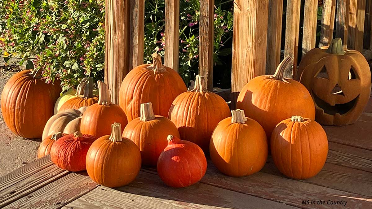 The Halloween Secret That Changed Everything I Know About MS