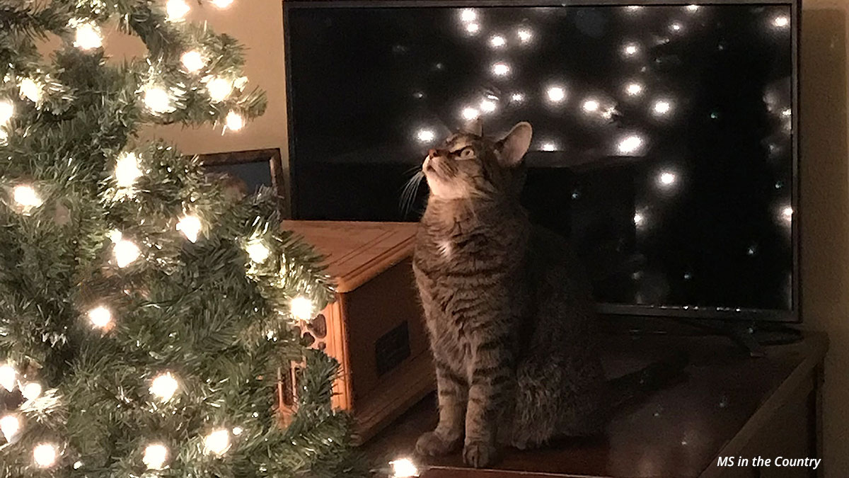 5 Gentle Ways to Enjoy Christmas With MS (Without the Crash)