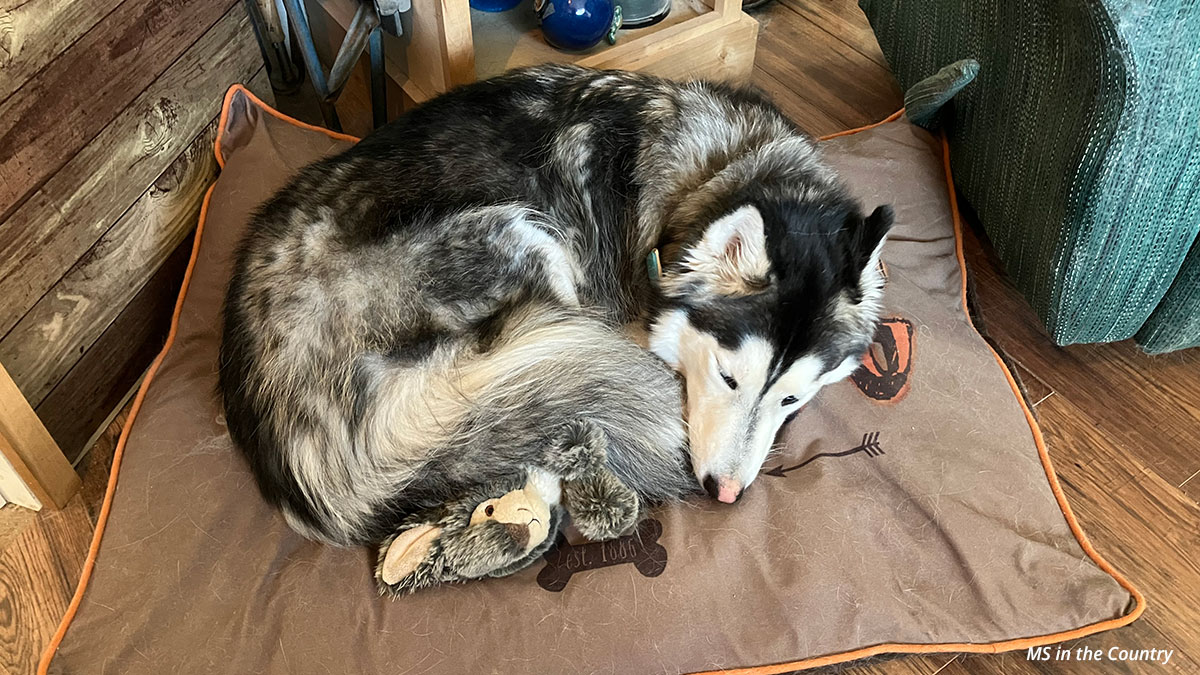 How to Manage MS Fatigue in Winter: Natural Strategies That Actually Help