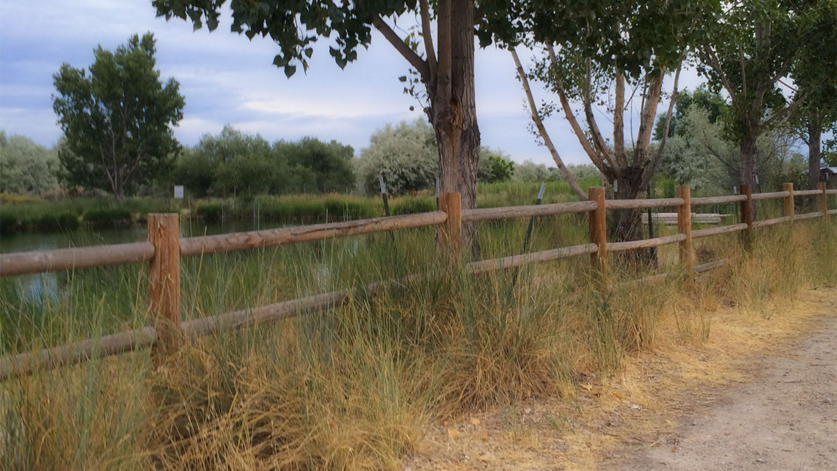 A peaceful walking path beside trees and water, symbolizing how to start managing MS naturally with gentle steps forward.