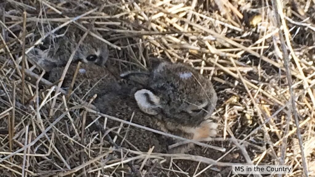 Baby bunnies in a spring garden nest during Easter, a reminder to slow down and avoid an MS flare-up during Easter.