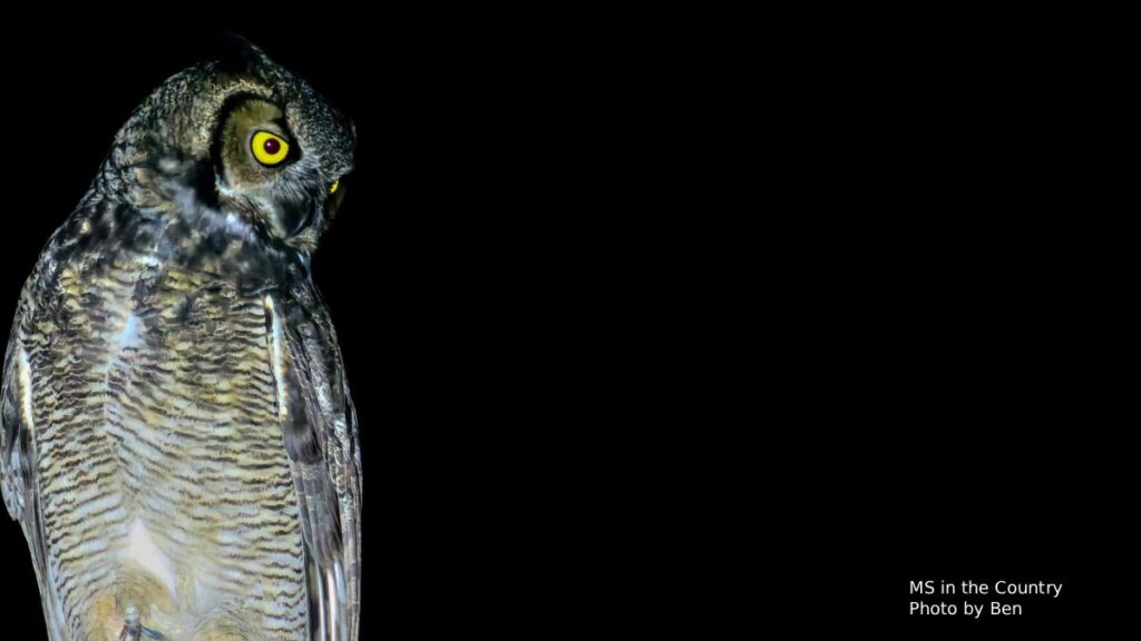 Great horned owl up close — healing MS naturally outdoors in rural area