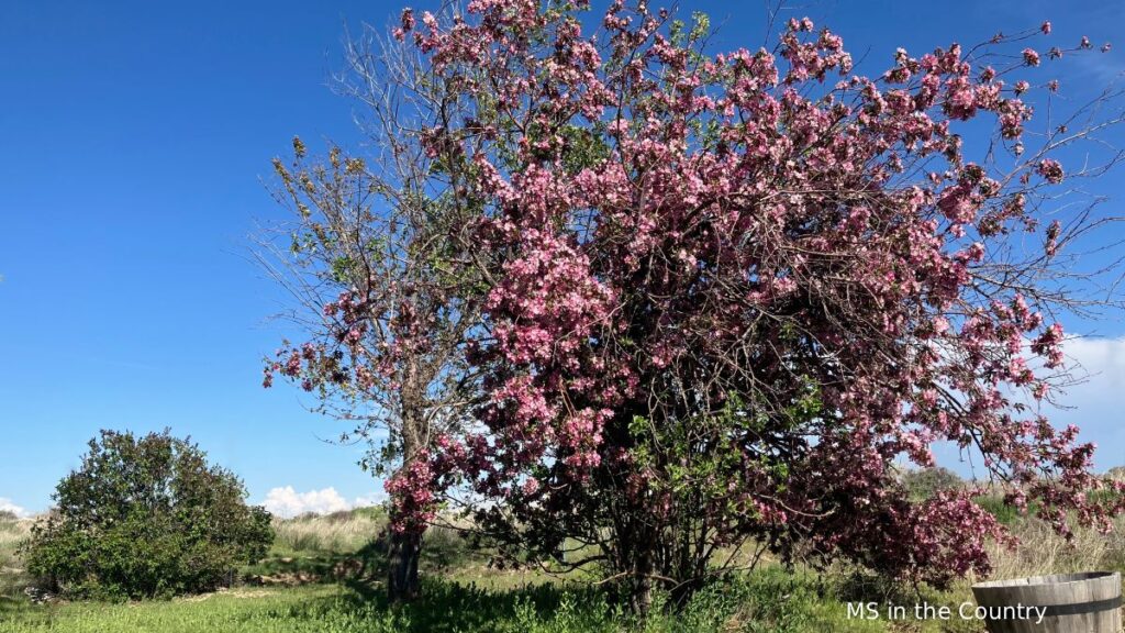 Pink blooming crabapple tree in spring — ms fatigue natural remedies blog at MSintheCountry.com
