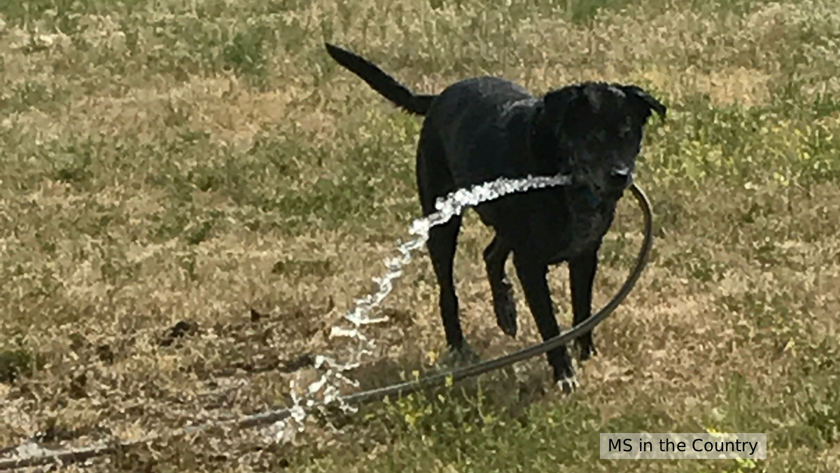 Black dog cooling off with a hose during hot weather and MS heat sensitivity