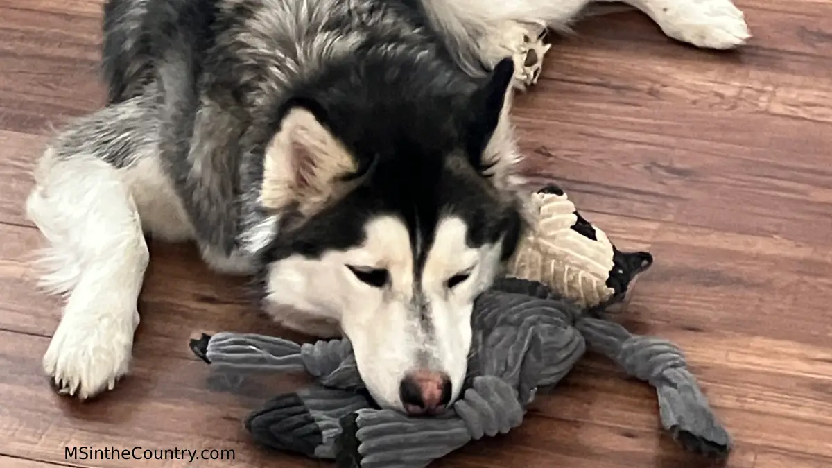 Tired husky resting on his toys, representing causes of MS fatigue