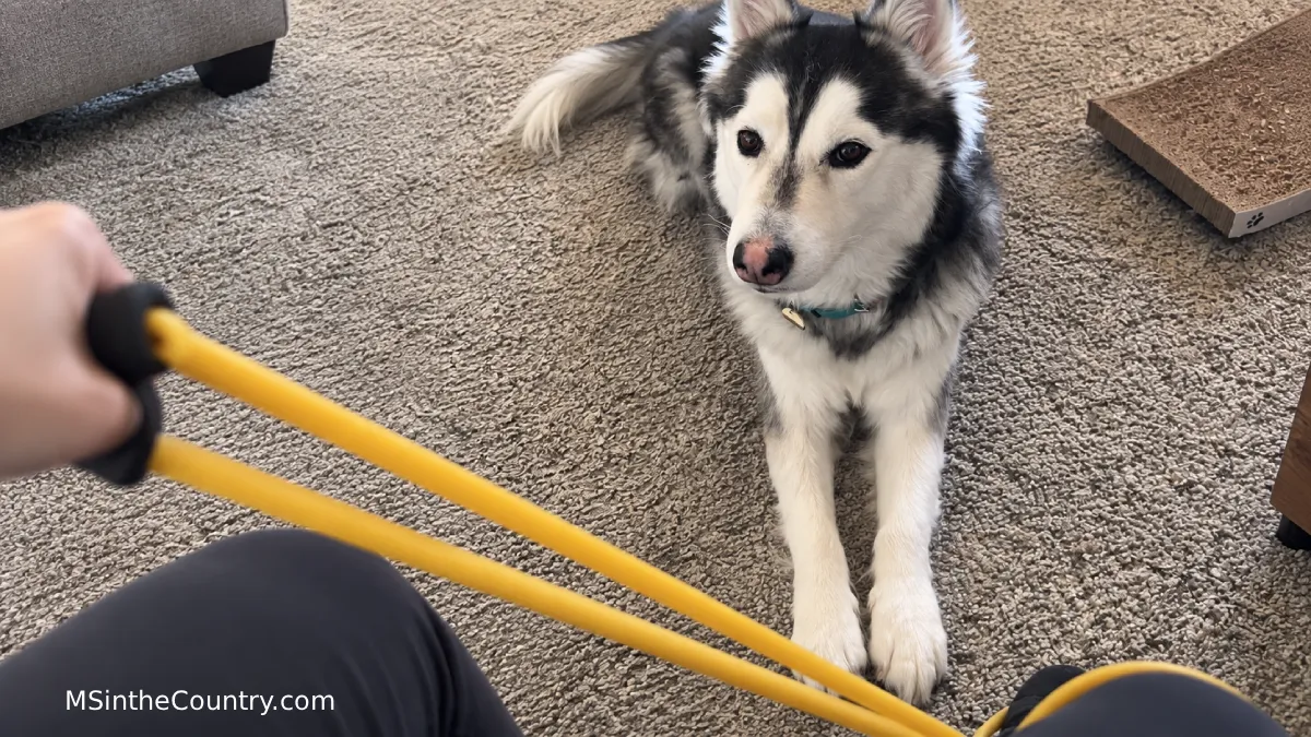 Hei Bai watches me use a yellow tension band during exercise for MS at home.