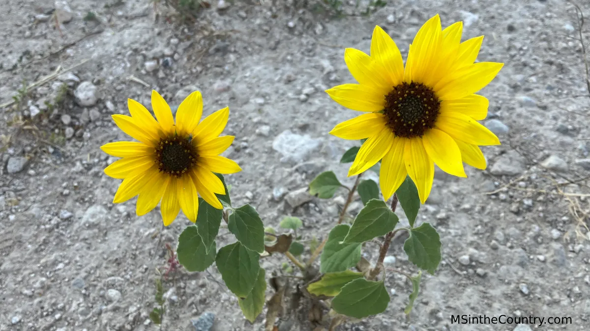 Two yellow sunflowers growing in dry, rocky soil, representing resilience on low-energy days with MS fatigue and cooking.
